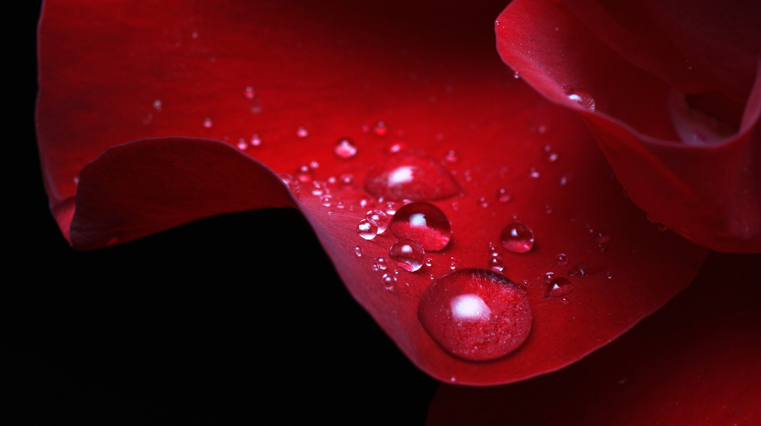 Red flower petal in close-up