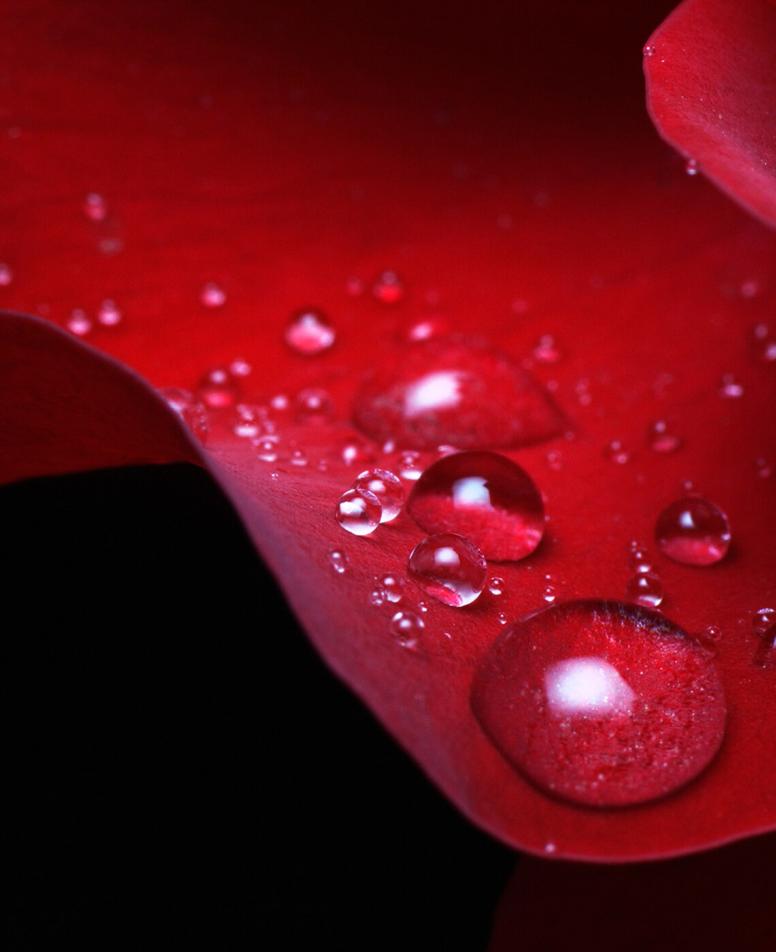 Red flower petal in close-up